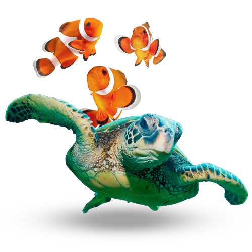 Sea Turtle swimming with three clown fish